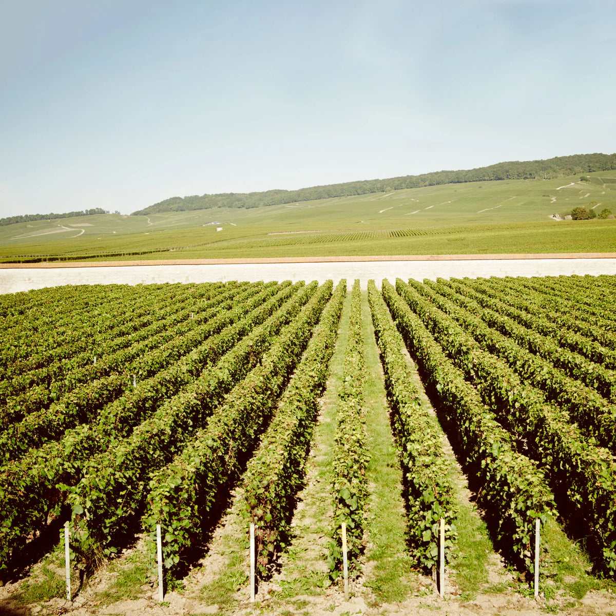 Szampan Krug Grande Cuvée 12% 0,75L